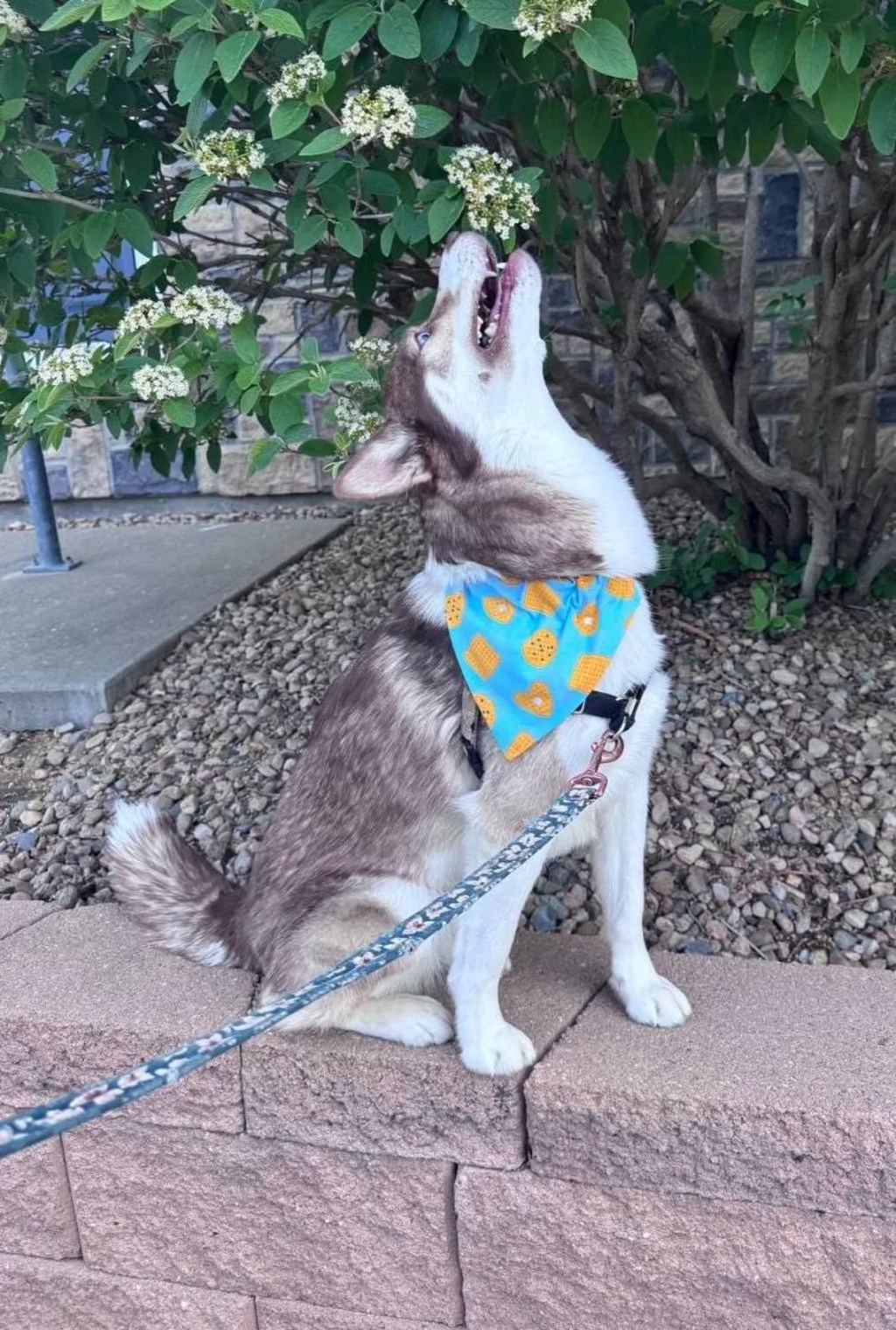 Maple modeling my dog&nbsp;bandanas!